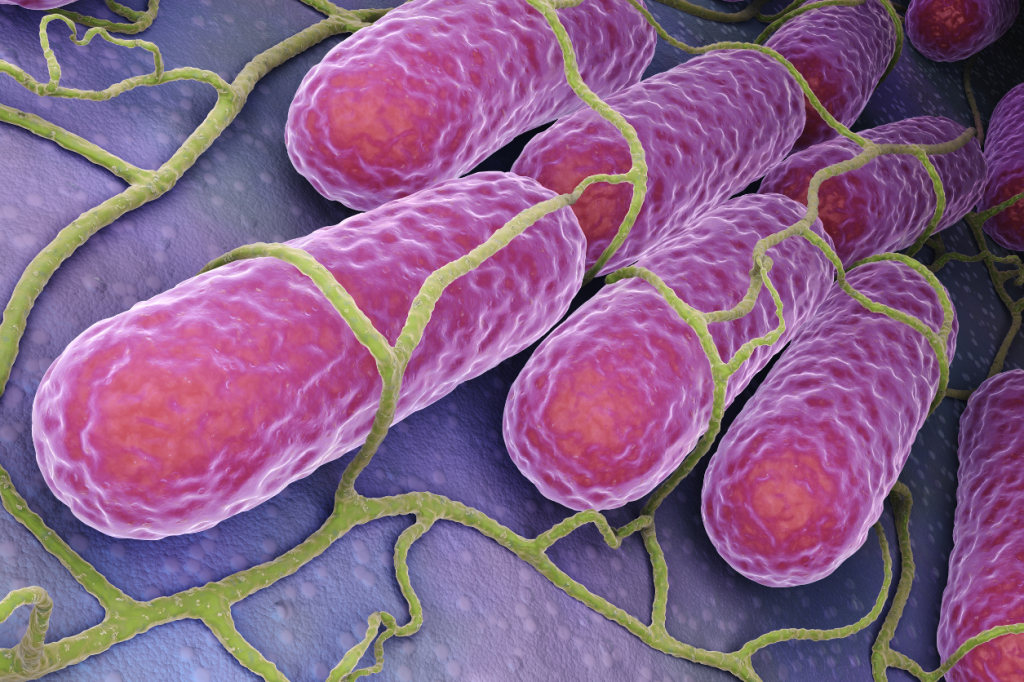 Bélbaktériumokkal az egészséges ízületekért
