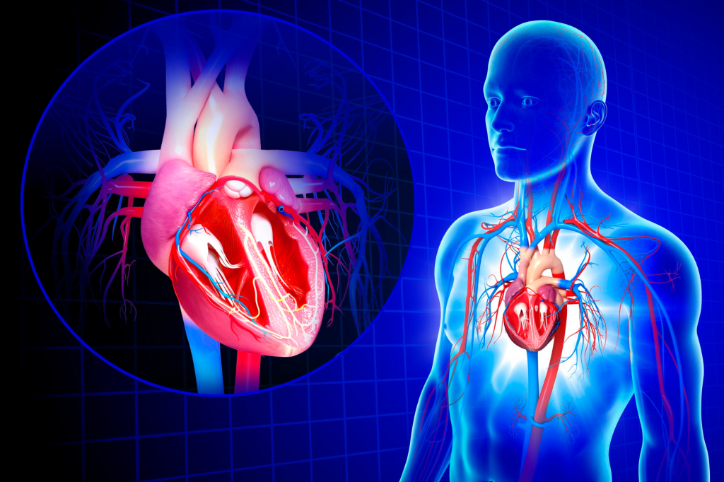 A szívhez a bélflórán keresztül vezet az út